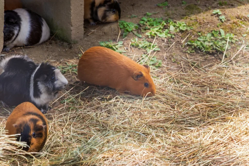 Où et comment acheter un cochon d&rsquo;Inde : mon guide complet