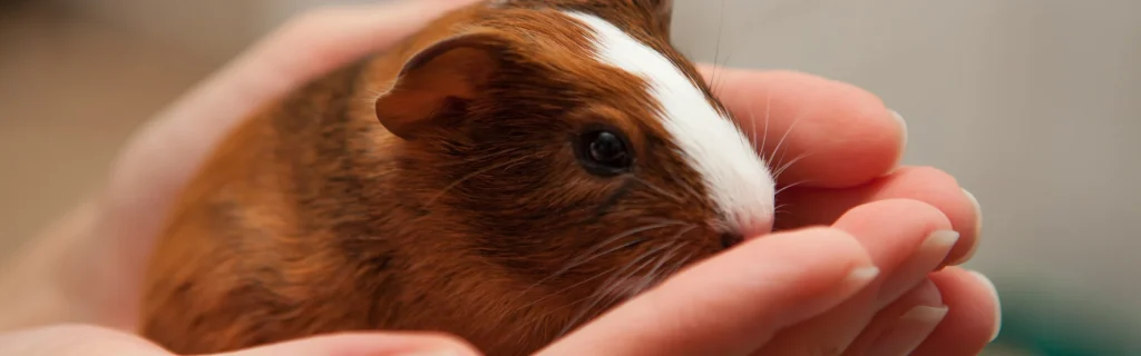 cochon d'inde qui tient dans la main